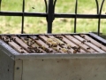 Tag des offenen Bienenstocks 2018 (43)