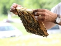 Tag des offenen Bienenstocks 2018 (44)