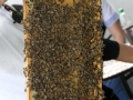 Tag des offenen Bienenstocks 2018 (50)