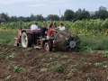 Lochau-Kartoffel-Ernte-Maschine-Nostalgie-SCHLACHTER-13-09-2022-2