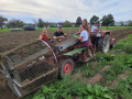 Lochau-Kartoffel-Ernte-Maschine-Nostalgie-SCHLACHTER-13-09-2022-4
